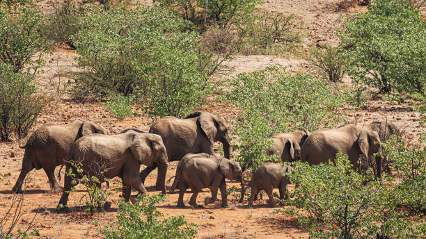 istock Herd of desert welling Elephants.  Damaraland, Namibia. 1223407624
