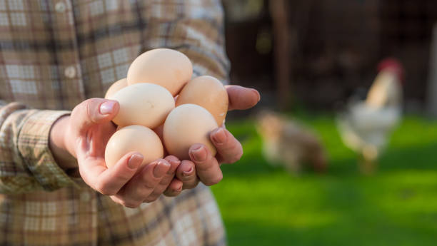 istock Female farmer holds chicken eggs amid meadows where chickens graze 1223407702