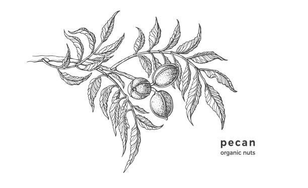 illustrazioni stock, clip art, cartoni animati e icone di tendenza di albero di pecan. schizzo a inchiostro di noci grezze, foglia. vettore - dried food food backgrounds food and drink food