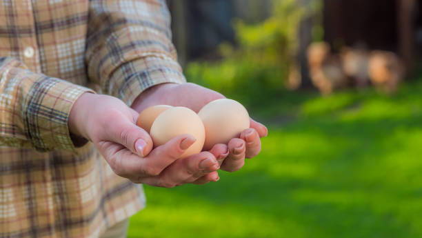 istock Female farmer holds chicken eggs amid meadows where chickens graze 1223407747