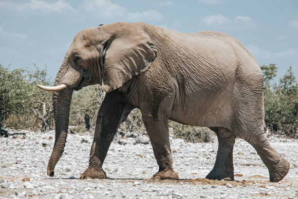 éléphant africain (loxodonta africana) sur les plaines ouvertes du parc national d’etosha, namibie, afrique australe - parc national detosha photos et images de collection