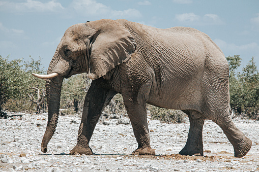 African elephant (Loxodonta africana) on the open plains of the Etosha National Park, Namibia, southern Africa