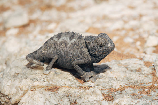 Sudan plated lizard