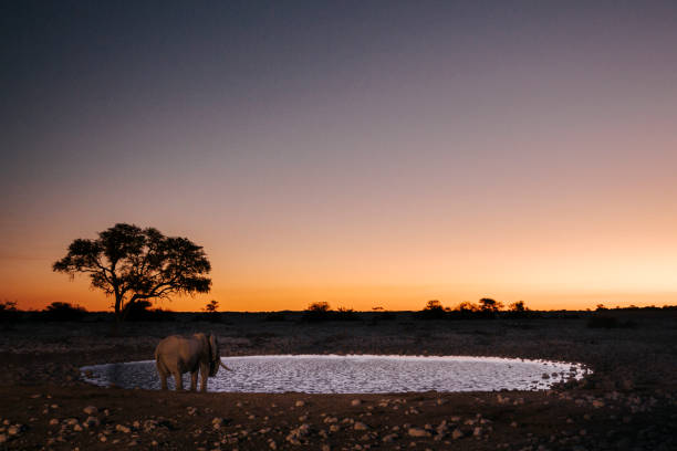 A lone elephant drinks at Okaukuejo water hole at sunset, Okaukuejo Rest Camp, Etosha National Park, Namibia, Africa stock photo