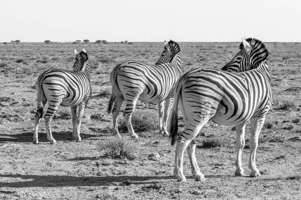 istock Three Zebra turn and face the same direction in Etosha national park, Namibia. Black and white fine art image print. 1223408760