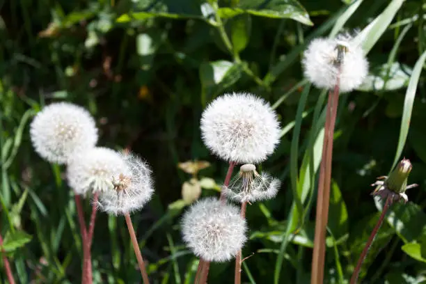 a group of dandelions in seed