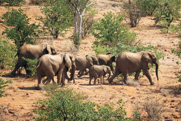 Herd of desert welling Elephants.  Damaraland, Namibia. stock photo