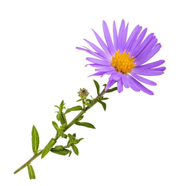 aster pourpre sur le fond blanc - aster photos et images de collection