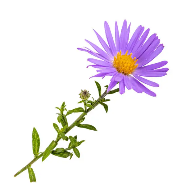 Purple aster on white background. Clipping path