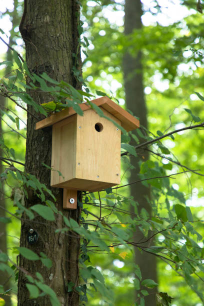 istock Brown wooden birdhouse hanging from tree 1223409432