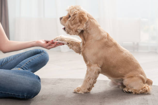 istock Cocker spaniel press smarphone with paw indoors 1223409465