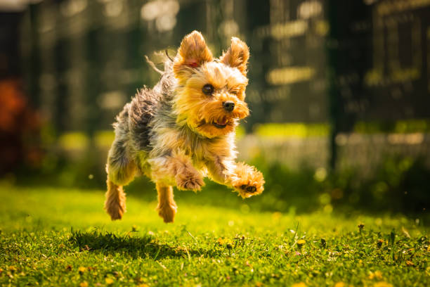 istock An amazing Yorkshire Terrier is having fun running and jumping towards camera. 1223409502