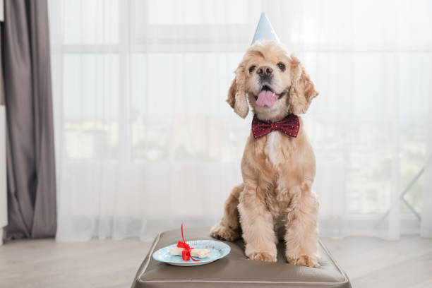 istock Proud birthday dog look with bone treat 1223410053