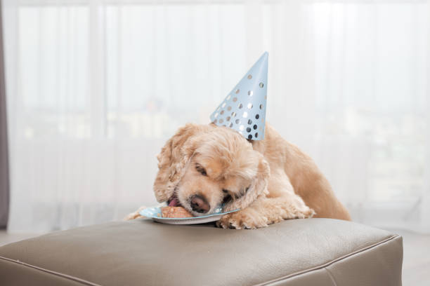 istock Cocker spaniel enjoy home birthday dog food 1223410658