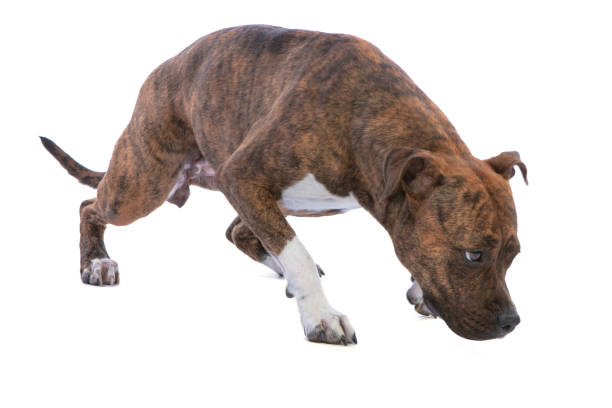 istock American staffordshire terrier searching 1223410673