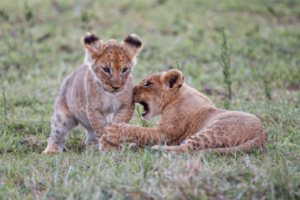 istock Lion cub playing in the Masai Mara 1223410681