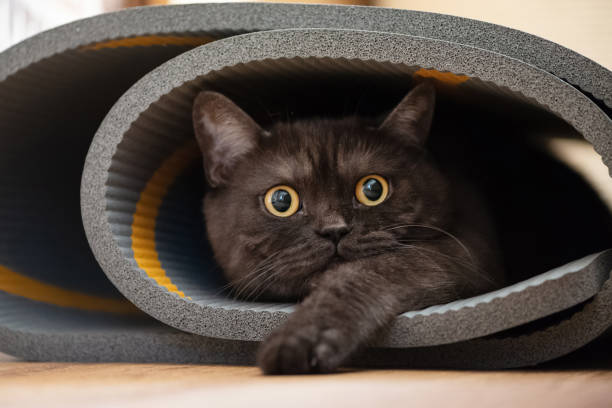 istock Funny cat hid in a twisted yoga mat 1223411389
