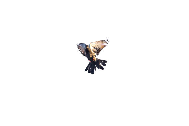 A pigeon was spreading its wings in the air. An isolated image with white background.