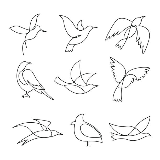 illustrations, cliparts, dessins animés et icônes de ensemble d’éléments de dessin en ligne continue d’oiseaux. - oiseaux