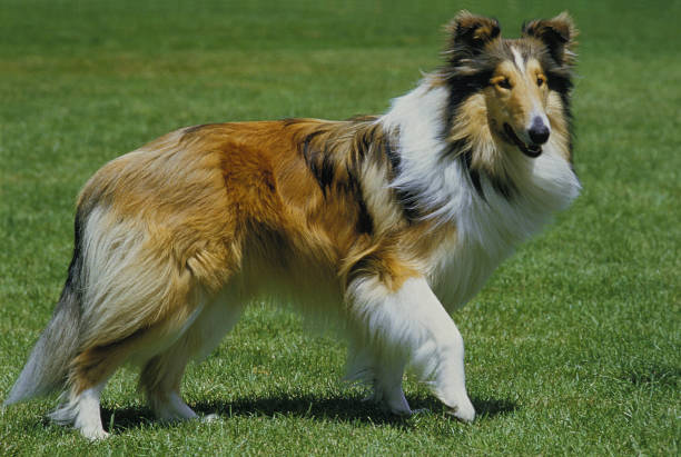 istock COLLIE DOG, ADULT ON GRASS 1223413468