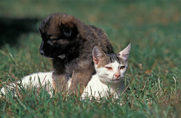 istock DOMESTIC PUPPY AND CAT 1223413578