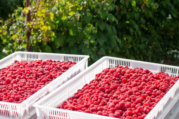 Harvesting raspberries. White plastic crates filled with ripe raspberries. Waiting for loading into a freight car.