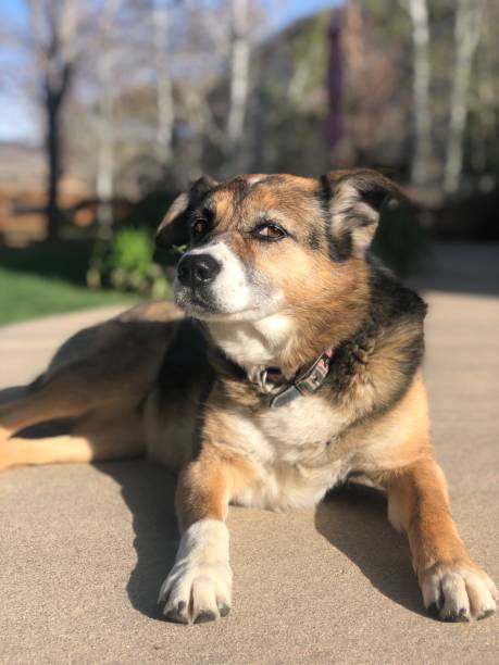 istock My dog Ramsey 1223413624