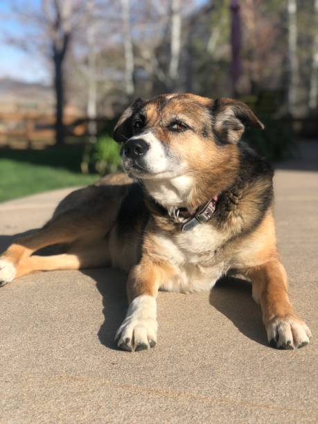 istock My dog Ramsey 1223413763