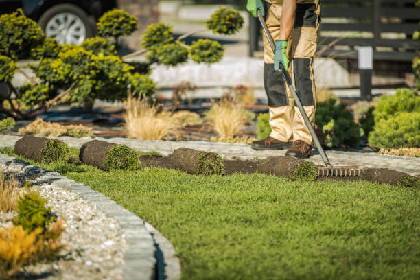 Landscaping Contractor Installing Sod For New Lawn. Male Landscaping Worker Raking Soil And Laying Rolls Of Sod. landscaped stock pictures, royalty-free photos & images