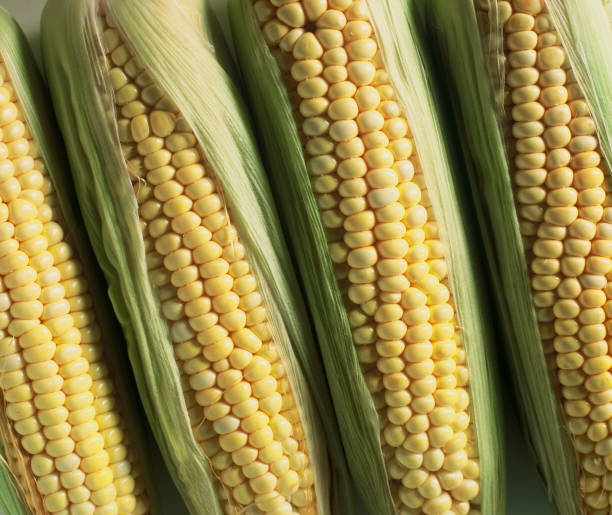 corn cob - agriculture close up corn corn on the cob imagens e fotografias de stock