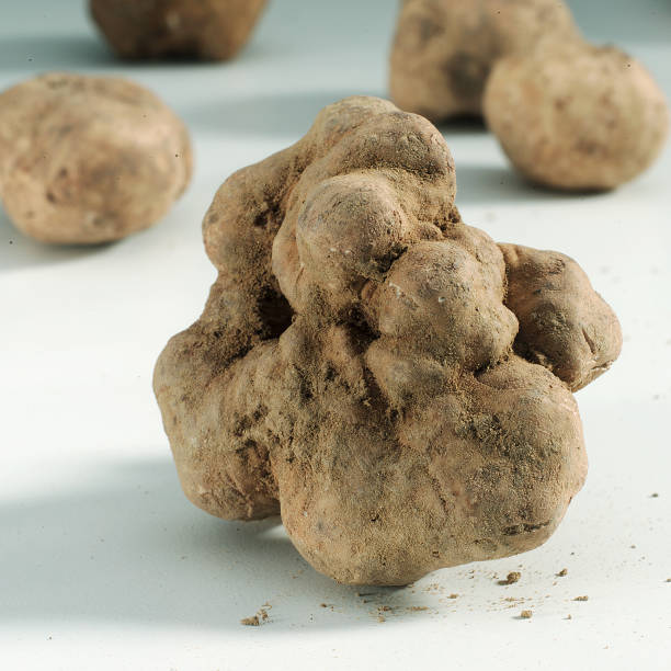 white truffle - white truffle imagens e fotografias de stock