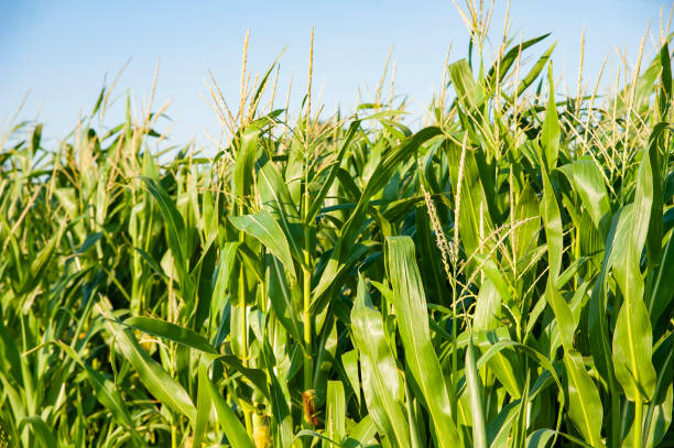 istock Organic cornfield on a sunny summer evening 1223415409