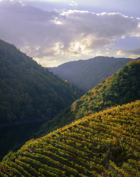 Autumnal evening landscape of vineyards and forests stock photo