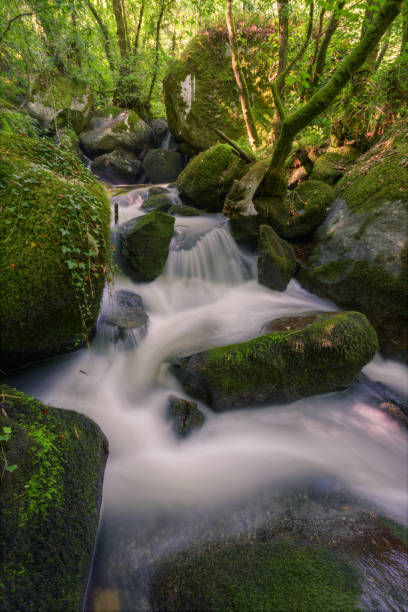 istock White water torrent between Mossy rocks 1223416918