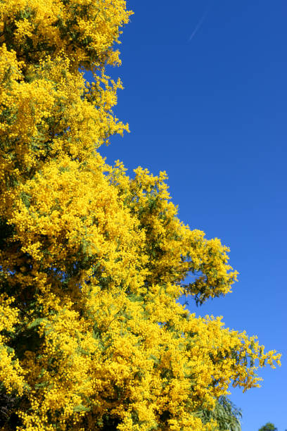 istock Mimosa in bloom against blue sky background 1223416977