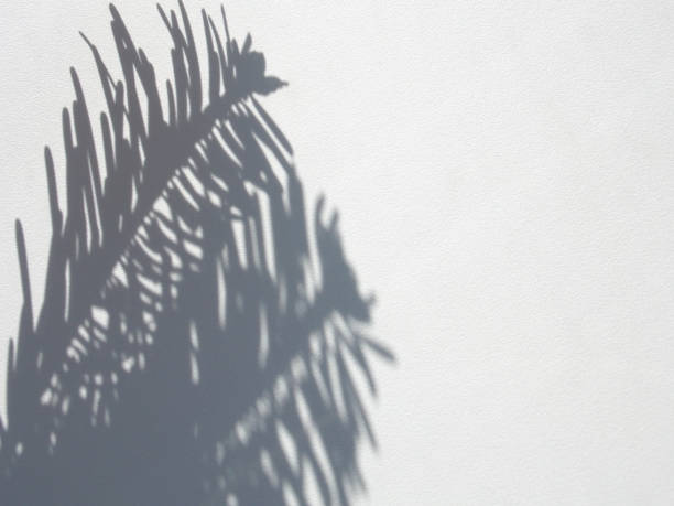 istock Shadows of pine branches on a white wall background 1223417395