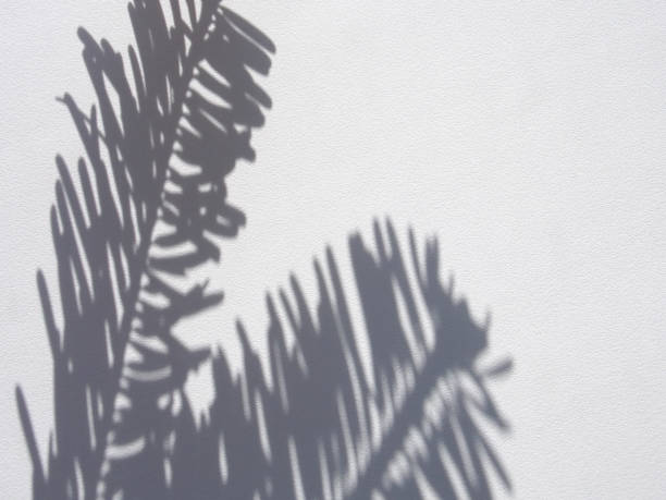istock Shadows of pine branches on a white wall background 1223417398