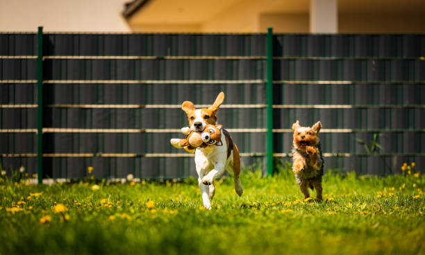 istock Cute Yorkshire Terrier dog running with beagle dog on gras on sunny day. 1223418445