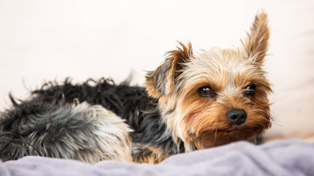 istock Yorkshire terrier resting on a couch outside in backyard. 1223418773