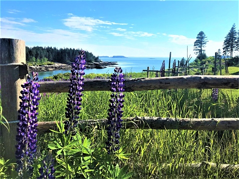 Field in bloom on a sunny day overlooking Penobscot Bay in Stonington, Maine USA