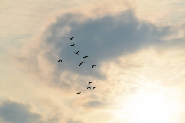 istock Sun shining and birds flying over a heavenly sunset sky 1223419030