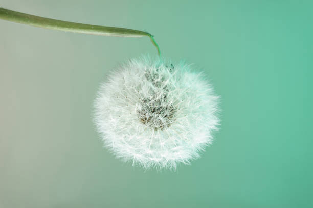 istock Close up beautiful dandelion flower color light background pattern texture. Macro Photography View. 1223419057