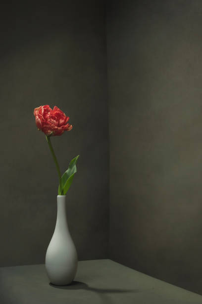 istock Red tulip in white vase in empty room. 1223419112