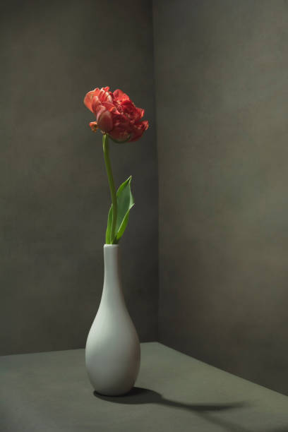 istock Red tulip in white vase in empty room. 1223419115
