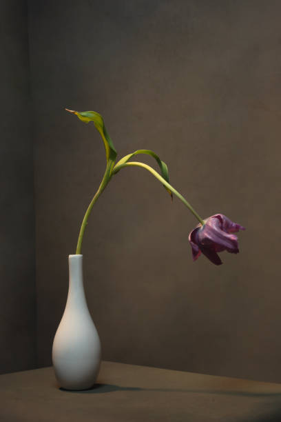 istock Purple tulip in white vase in empty grey room. 1223419147