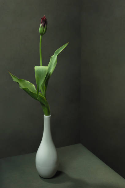 istock Purple closed tulip in white vase in empty grey room. 1223419165