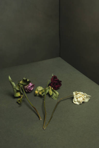 istock Pink, red and white dried roses on the floor in a grey empty room. 1223419197
