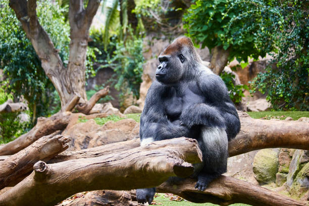 grande gorilla nero (maschio) seduto sull'albero in una giungla selvaggia del mondo - gorilla safari animals wildlife photography foto e immagini stock