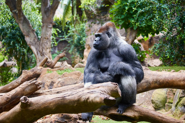 istock Big black gorilla (male) sitting on the tree in a wild world jungle 1223421618