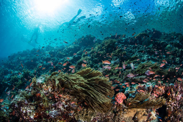 recife de coral incrível e snorkelers na indonésia - anel de fogo do pacifico - fotografias e filmes do acervo